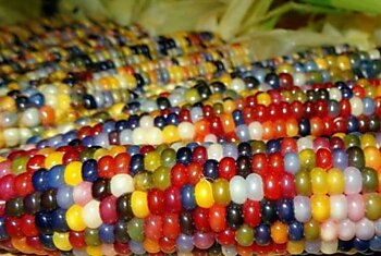 Разноцветная кукуруза из США