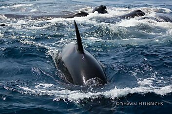 KILLER WHALES VS. FIN WHALE