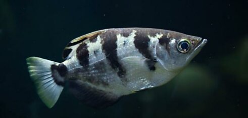 Ученые из Оксфорда доказали: рыбы могут обучиться различать лица людей