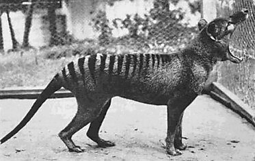 Последний Тасманский тигр. 1933