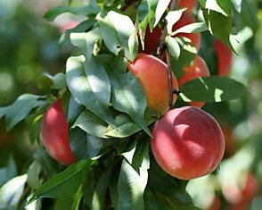 Как вырастить персиковое дерево в своем саду