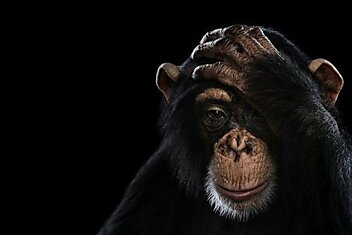 Судья вычеркнула из своего решения формулировку, наделяющую шимпанзе человеческим правом «хабеас корпус»