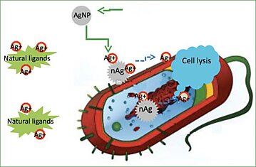 Не так страшна наночастица серебра, как его ион…