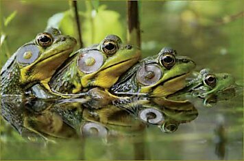 Победители ежегодного конкурса фотографий журнала National Wild Life