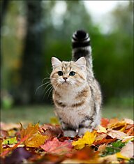 Британская кошечка в фотосессии "Осеннее настроение" (9 фото)