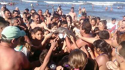 Туристы На Пляже Убили Детеныша Дельфина В Погоне За Сэлфи