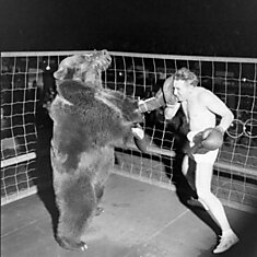 Боксерский поединок - человек против медведя (6 фото)