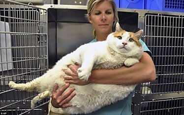 Котик, который весит 18 кг.