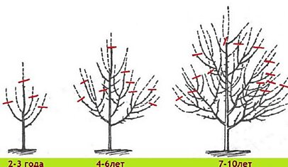 Как правильно обрезать плодовые деревья