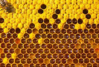 В Европе число колоний медовых пчёл упало на 12 %