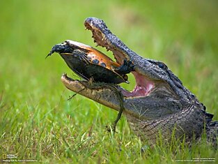 Аллигатор пытается раскусить панцирь черепахи