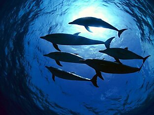 Существует Декларация прав дельфинов