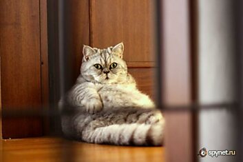 Толстая кошка Джули - Звезда Интернета (19 фото)