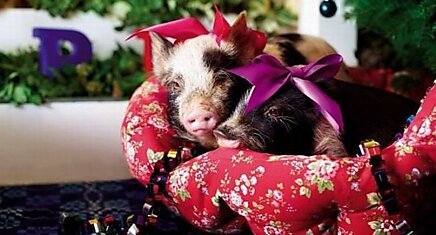 Рождество и маленькие свинки