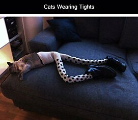 Коты в колготках