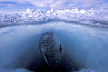 Фотограф Paul Nicklen (45 фотографий)