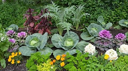 Какие овощи необходимо посадить на грядке рядом