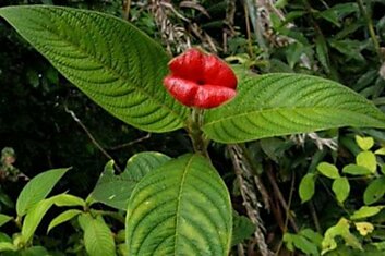 Удивительный цветок напоминающий по форме женские пухлые губы