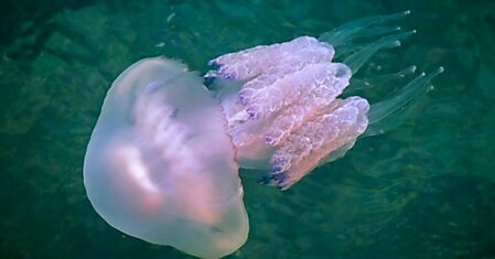 Ужалила медуза: что можно, а чего нельзя делать категорически
