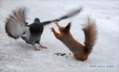 А я им такая "Превееед!"