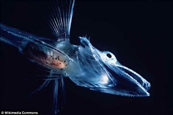 Существует прозрачная рыба с прозрачной кровью
