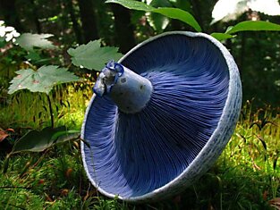 Красивые грибы мира
