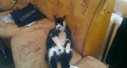 Мой котейка