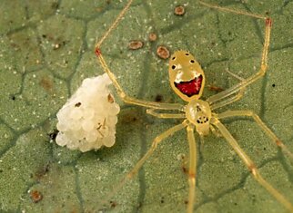Улыбающийся паук Theridion grallator