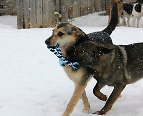 Частный приют для собак