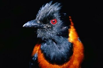 Существует уникальная ядовитая птица - питаху