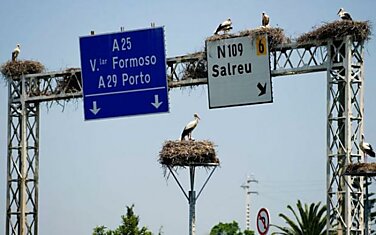 Аисту понравился дорожный указатель недалеко от Авейро, Португалия.
