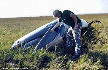 Мертвый кит в степях Англии