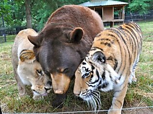 Лев, тигр и медведь стали лучшими друзьями в подвале браконьеров