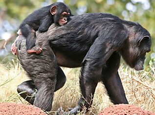Годовалая шимпанзе Сири на спине одной из взрослых обезьян из ее приемной семьи в зоопарке Оклахома Сити