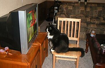 Коты втыкают за ТВ
