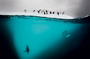 Антарктические пингвины и пингвины Генту.