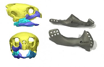 Морская черепаха с сильно поврежденными челюстями получила титановые протезы, отпечатанные на 3D-принтере