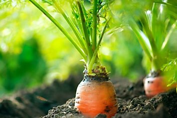 Почему опытные огородники предпочитают сеять морковь в ноябре и как правильно это делать