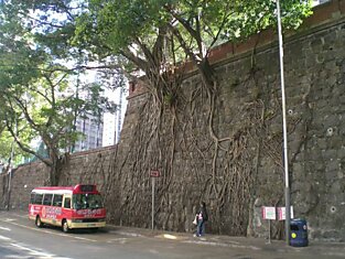 Деревья из стен