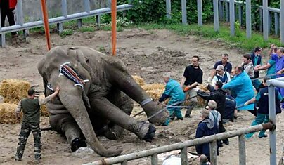 Зачем они мучают слона (3 фотографии)