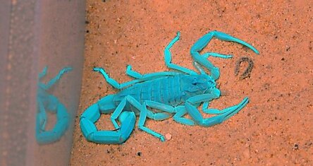 Инновационное открытие - яд голубого скорпиона поможет в борьбе с раком