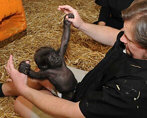 Работник зоопарка играет с детёнышем гориллы по имени Глэдис так, как играла бы с ним мать, в Техасе