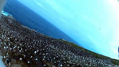 Птица украла камеру и провела аэрофотосъемку колонии пингвинов