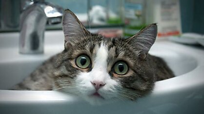 "Инструкция по мытью кота: - купание кота как боевое искусство."