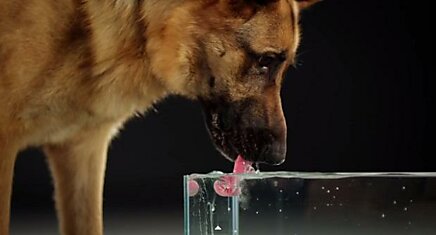 Как на самом деле собаки пьют воду — замедленная съемка