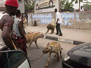 Домашние животные Африки