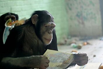 Шимпанзе заинтересовались книжками