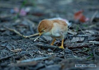 Ради ребенка все стили хороши