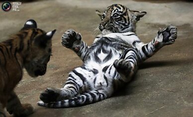 Двухмесячные суматрийские тигрята играют в пражском зоопарке.