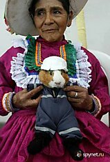 Перуанцы очень любят морских свинок (8 фото)